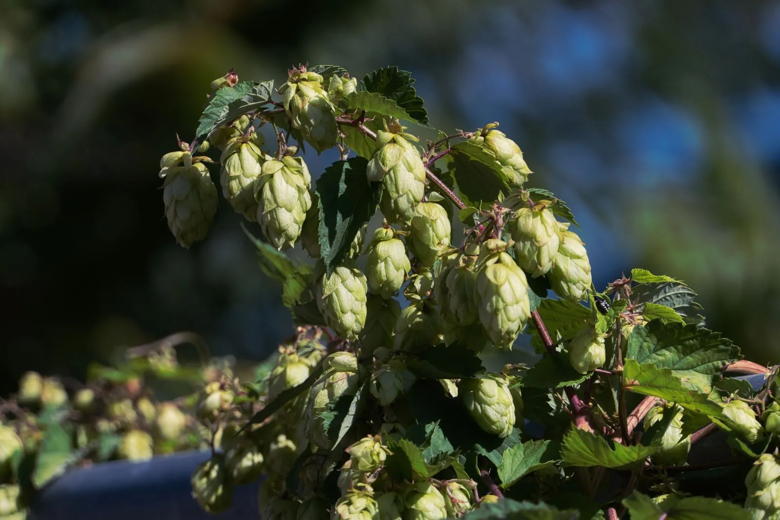 Frische grüne Hopfendolden
