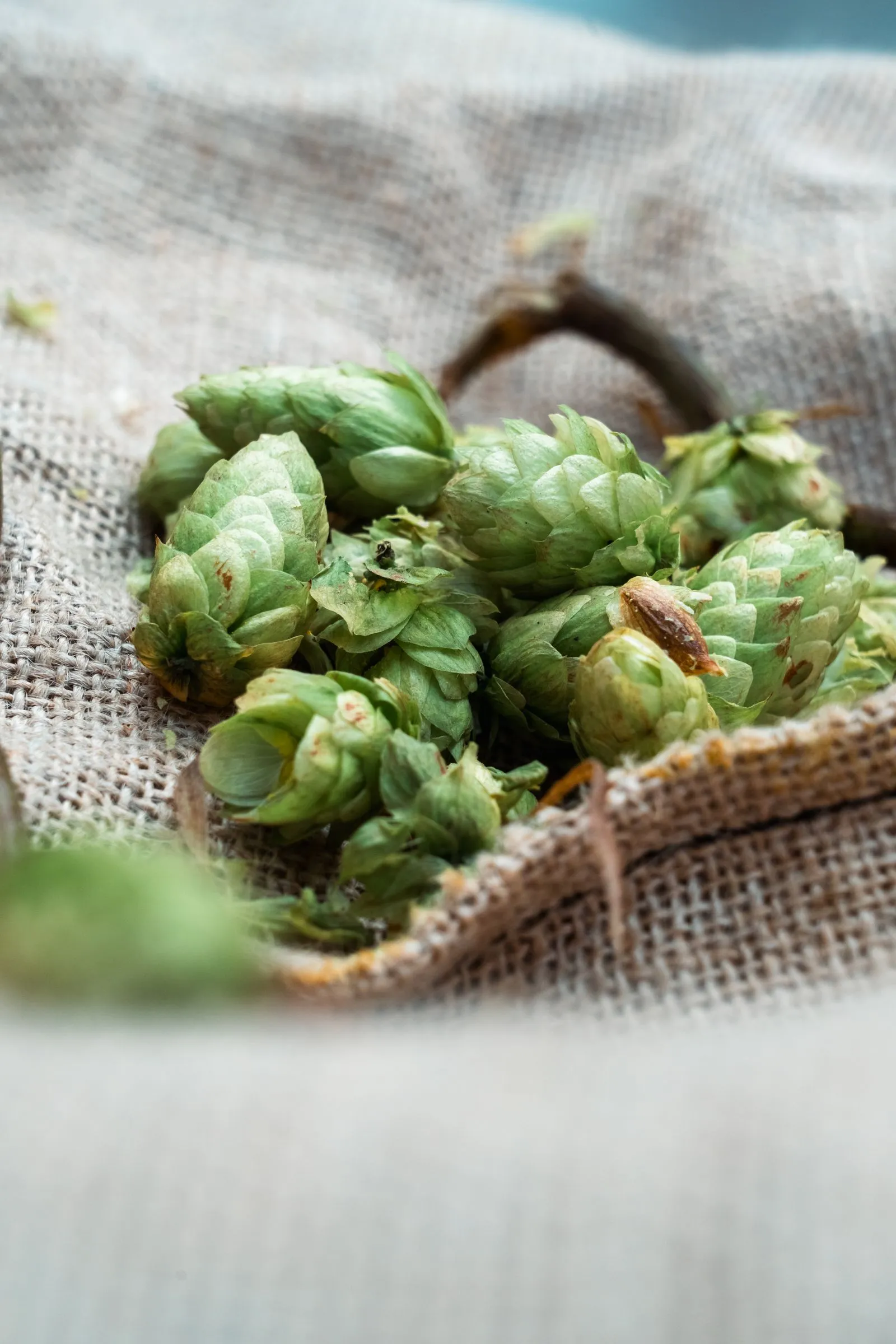 Hopfen verstehen: Aroma, Bittere und Balance